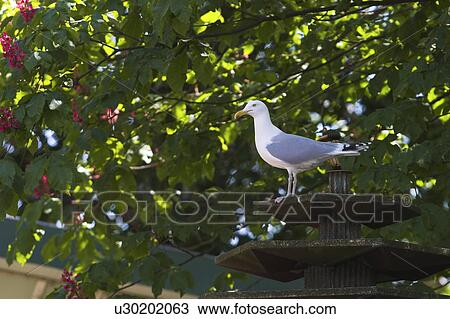 Stock Image - Close-Up, Aves, Bird, Beak, Avian, Animal. Fotosearch