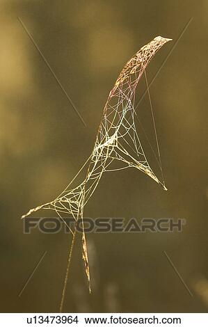 Close-Up, Cobweb, Day, Design, Focus On Foreground View Large Photo Image Picture - Close-Up, Cobweb, Day, Design, Focus On Foreground. Fotosearch