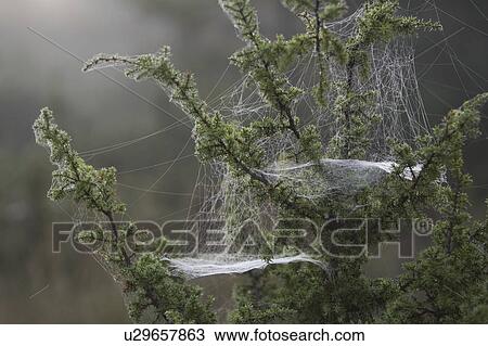Close-Up, Cobweb, Focus On Foreground View Large Photo Image Stock Image - Close-Up, Cobweb, Focus On Foreground. Fotosearch
