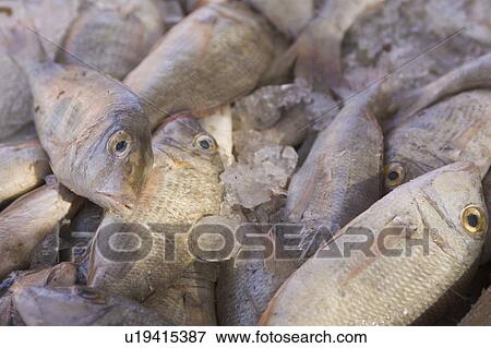Close-Up, Cold, Dead Animal, Fish, Fish Market View Large Photo Image Stock Photo - Close-Up, Cold, Dead Animal, Fish, Fish Market. Fotosearch