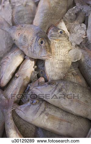 Close-Up, Cold, Dead Animal, Fish, Fish Market View Large Photo Image Stock Photo - Close-Up, Cold, Dead Animal, Fish, Fish Market. Fotosearch