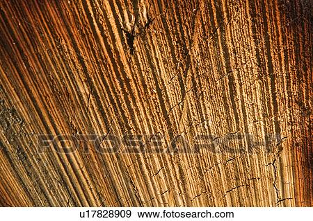Close-Up, Concentric, Cracked, Cross Section, Day View Large Photo Image Stock Photo - Close-Up, Concentric, Cracked, Cross Section, Day. Fotosearch