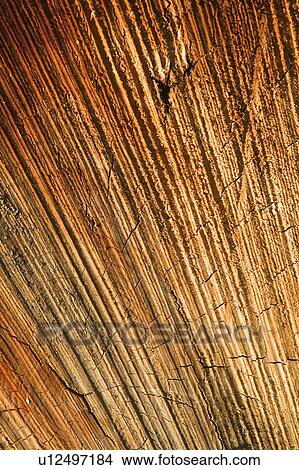 Close-Up, Cracked, Cross Section, Day, Full Frame View Large Photo Image Picture - Close-Up, Cracked, Cross Section, Day, Full Frame. Fotosearch