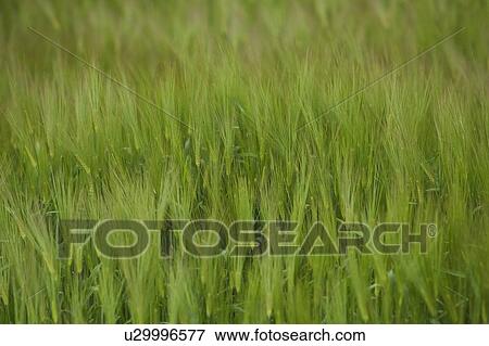 Close-Up, Crop, Cultivated, Day, Farm View Large Photo Image Stock Photo - Close-Up, Crop, Cultivated, Day, Farm. Fotosearch