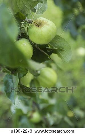Close-Up, Crop, Cultivated, Day, Fresh View Large Photo Image Stock Image - Close-Up, Crop, Cultivated, Day, Fresh. Fotosearch