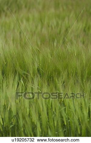 Close-Up, Crop, Cultivated, Day, Defocused View Large Photo Image Stock Image - Close-Up, Crop, Cultivated, Day, Defocused. Fotosearch