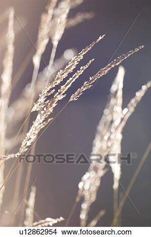 Picture - Close-Up, Crop, Cultivated, Field. Fotosearch