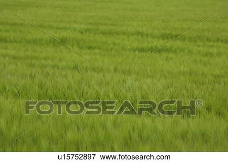 Stock Photo - Close-Up, Crop, Day, Defocused, Field. Fotosearch