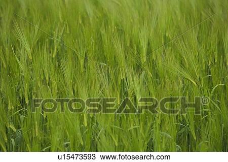 Stock Image - Close-Up, Crop, Day, Field, Focus On Foreground. Fotosearch