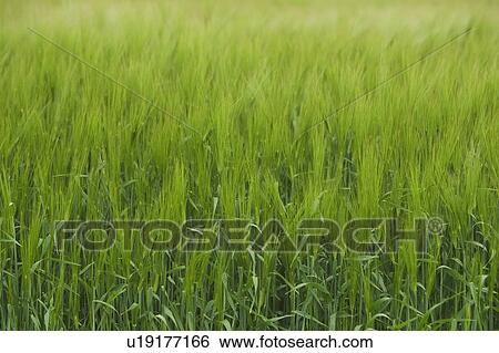 Stock Photograph - Close-Up, Crop, Day, Field, Focus On Foreground. Fotosearch