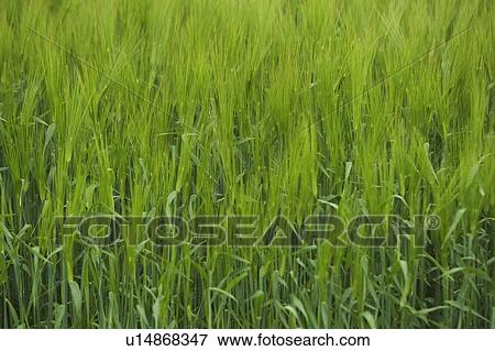 Stock Photo - Close-Up, Crop, Day, Field, Full Frame. Fotosearch