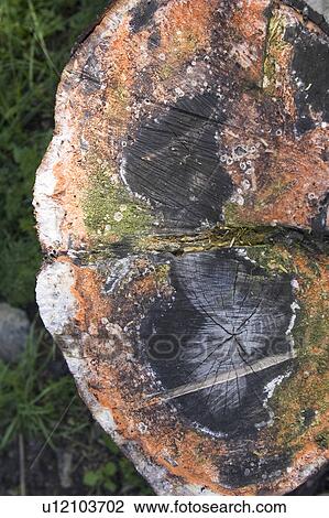 Close-Up, Cross Section, Day, Focus On Foreground, Grass View Large Photo Image Stock Image - Close-Up, Cross Section, Day, Focus On Foreground, Grass. Fotosearch