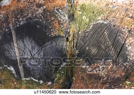 Stock Image - Close-Up, Cross Section, Day, Fungus, Growth. Fotosearch