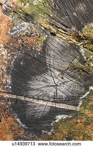 Stock Image - Close-Up, Cross Section, Day, Fungus, Growth. Fotosearch