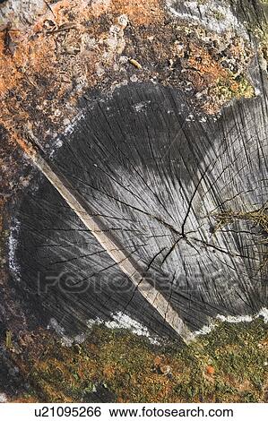 Stock Photograph - Close-Up, Cross Section, Day, Growth, Lichen. Fotosearch