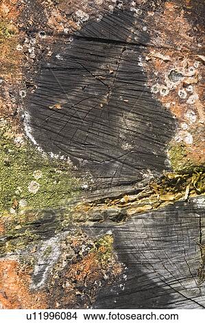 Close-Up, Cross Section, Day, Lichen, Log View Large Photo Image Picture - Close-Up, Cross Section, Day, Lichen, Log. Fotosearch