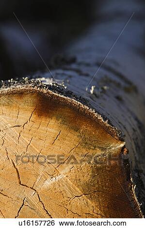 Close-Up, Cross Section, Focus On Foreground, Log, Natural Pattern View Large Photo Image Stock Photograph - Close-Up, Cross Section, Focus On Foreground, Log, Natural Pattern. Fotosearch