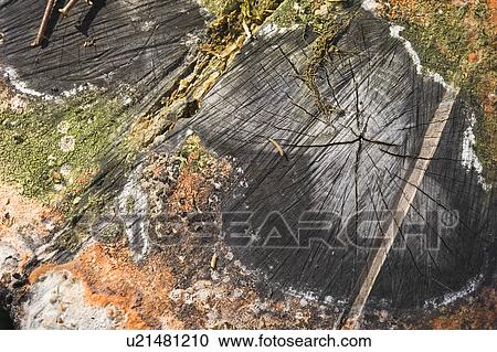Stock Image - Close-Up, Cross Section, Fungus, Growth. Fotosearch