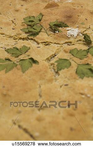 Close-Up, Crust, Food, Indoors View Large Photo Image Stock Photo - Close-Up, Crust, Food, Indoors. Fotosearch