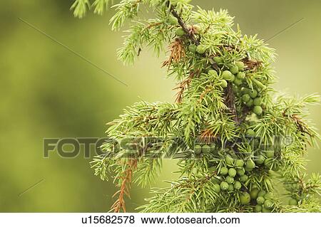 Close-Up, Cultivated, Day, Flora, Fruits View Large Photo Image Stock Photo - Close-Up, Cultivated, Day, Flora, Fruits. Fotosearch