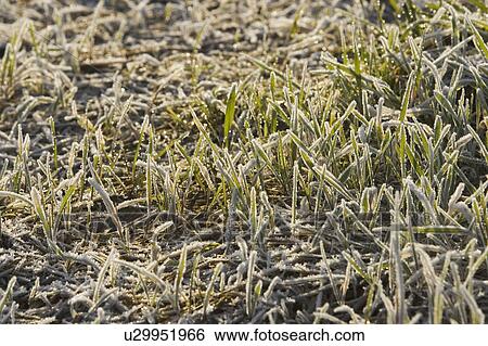 Stock Photograph - Close-Up, Cultivated, Day, Grass, Ground. Fotosearch