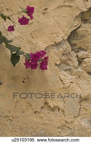 Close-Up, Damaged, Day, Flower, Leaf View Large Photo Image Stock Photography - Close-Up, Damaged, Day, Flower, Leaf. Fotosearch