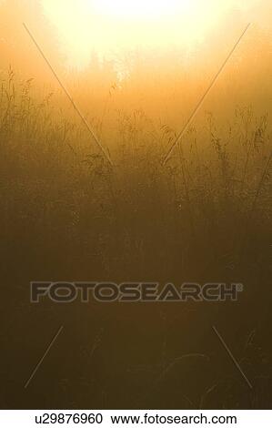 Close-Up, Dawn, Day, Field, Glow View Large Photo Image Stock Image - Close-Up, Dawn, Day, Field, Glow. Fotosearch