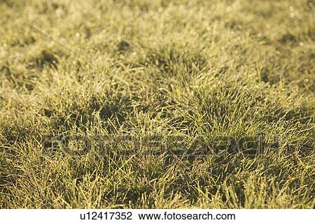 Stock Image - Close-Up, Day, Dense, Full Frame, Grass. Fotosearch