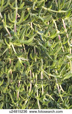 Stock Photograph - Close-Up, Day, Dense, Full Frame, Green. Fotosearch