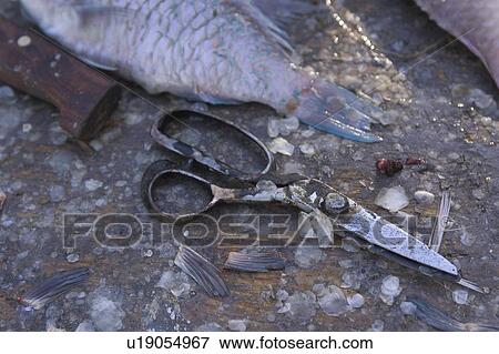 Close-Up, Day, Dirt, Fin, Fish View Large Photo Image Stock Photo - Close-Up, Day, Dirt, Fin, Fish. Fotosearch