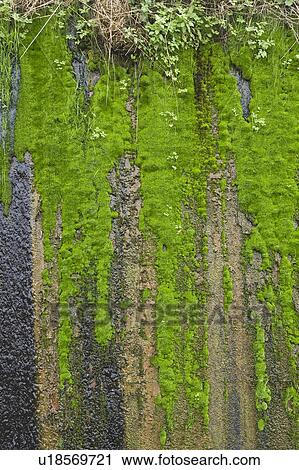 Stock Image - Close-Up, Day, Dripping, Fungus, Green. Fotosearch