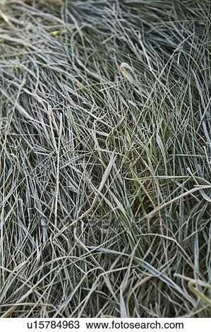 Stock Image - Close-Up, Day, Dry, Full Frame, Grass. Fotosearch