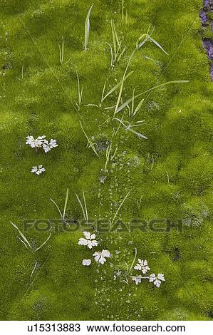 Stock Image - Close-Up, Day, Flower, Full Frame, Fungus. Fotosearch