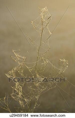 Picture - Close-Up, Day, Flower, Green, Leaf. Fotosearch