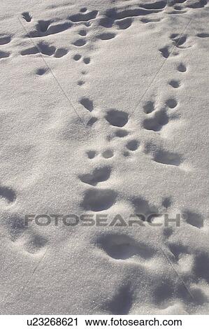 Close-Up, Day, Footprint, Full Frame View Large Photo Image Stock Image - Close-Up, Day, Footprint, Full Frame. Fotosearch