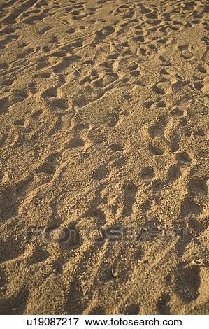 Close-Up, Day, Footprint, Full Frame View Large Photo Image Stock Photo - Close-Up, Day, Footprint, Full Frame. Fotosearch