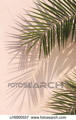 Stock Photo - Close-Up, Day, Frond, Green. Fotosearch
