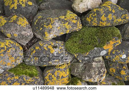 Stock Photo - Close-Up, Day, Full Frame, Fungus, Growth. Fotosearch