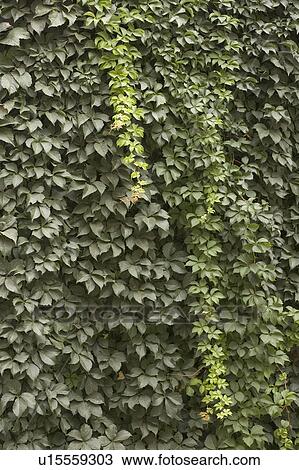 Stock Image - Close-Up, Day, Full Frame, Green, Ivy. Fotosearch