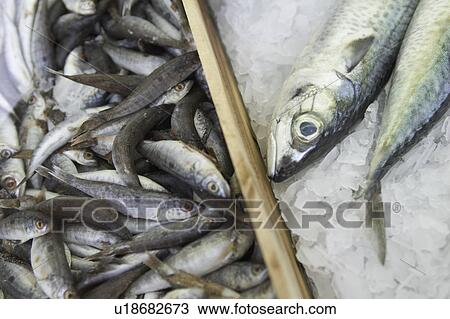 Close-Up, Dead Animal, Extreme Close-Up, Fish, Full Frame View Large Photo Image Stock Image - Close-Up, Dead Animal, Extreme Close-Up, Fish, Full Frame. Fotosearch