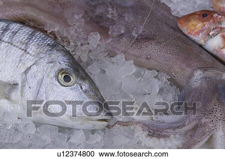 Close-Up, Dead Animal, Fish, Fish Market, Food View Large Photo Image Stock Image - Close-Up, Dead Animal, Fish, Fish Market, Food. Fotosearch