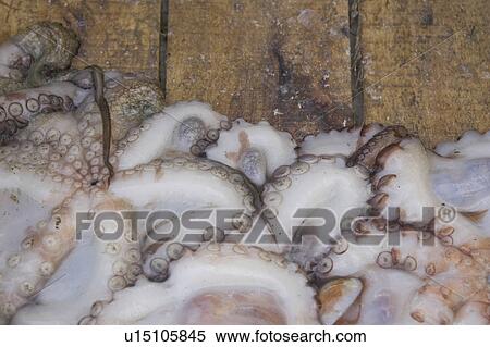 Close-Up, Dead Animal, Food, Indoors View Large Photo Image Stock Photography - Close-Up, Dead Animal, Food, Indoors. Fotosearch