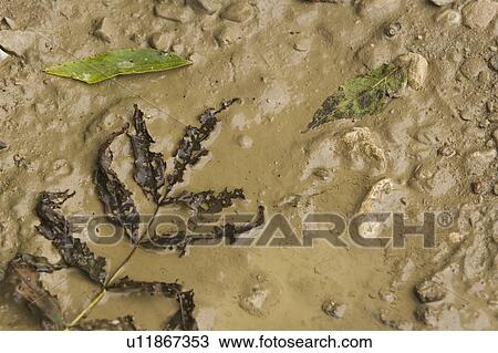 Stock Image - Close-Up, Directly Above. Fotosearch