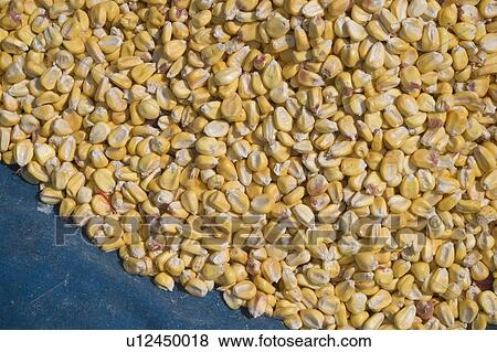 Stock Photo - close-up, edible. Fotosearch