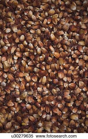 close-up, edible View Large Photo Image Stock Photography - close-up, edible. Fotosearch
