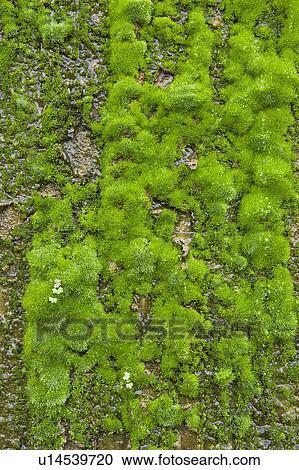 Stock Image - Close-Up, Full Frame, Fresh, Day, Algae. Fotosearch
