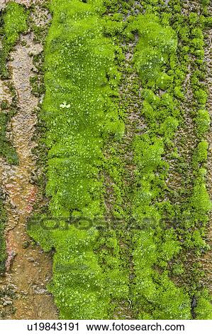 Stock Image - Close-Up, Fungus, Day, Covering, Algae. Fotosearch