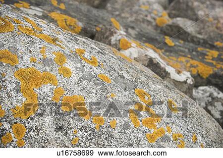 Close-Up, Moss, Mottled View Large Photo Image Stock Photo - Close-Up, Moss, Mottled. Fotosearch