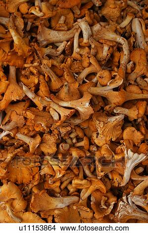 close-up, mushrooms, food, foodstuff, dried, dehydrated View Large Photo Image Picture - close-up, mushrooms, food, foodstuff, dried, dehydrated. Fotosearch