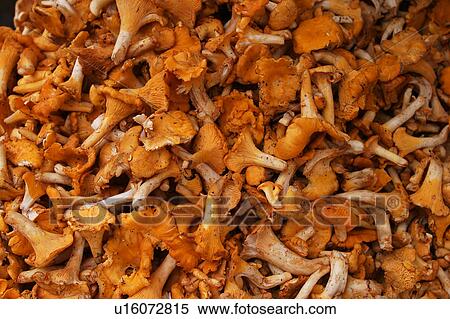 Stock Photography - close-up, mushrooms, food, foodstuff, dried, dehydrated. Fotosearch